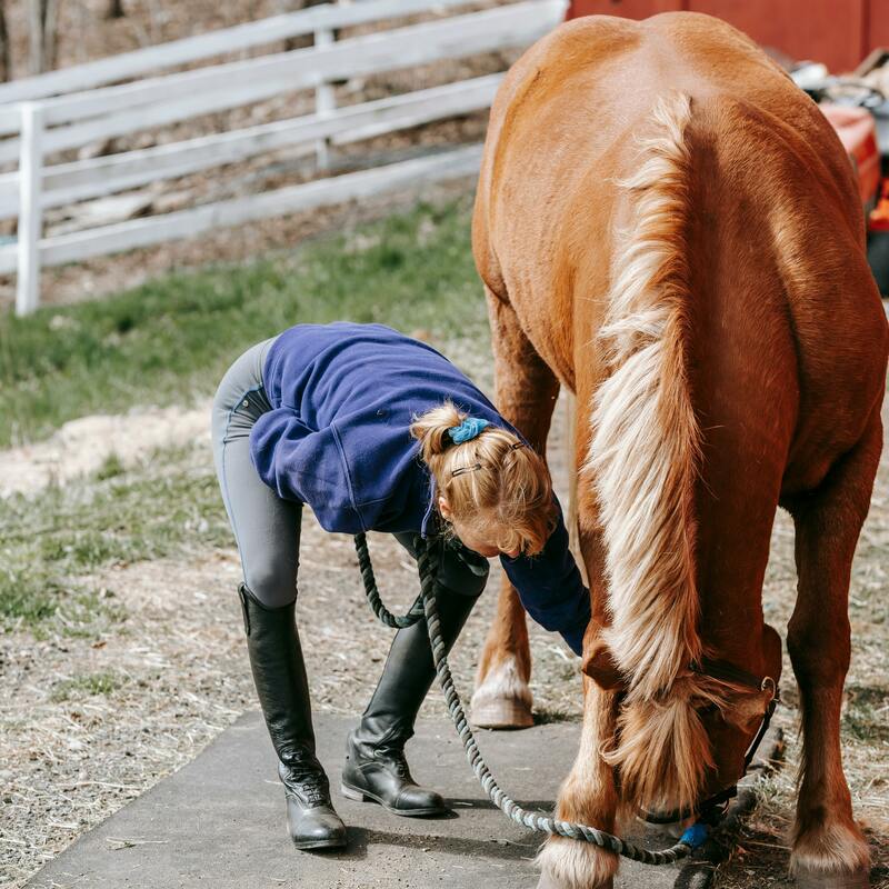 Arbeiten mit Pferden